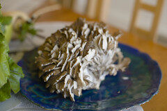 maitake mushroon